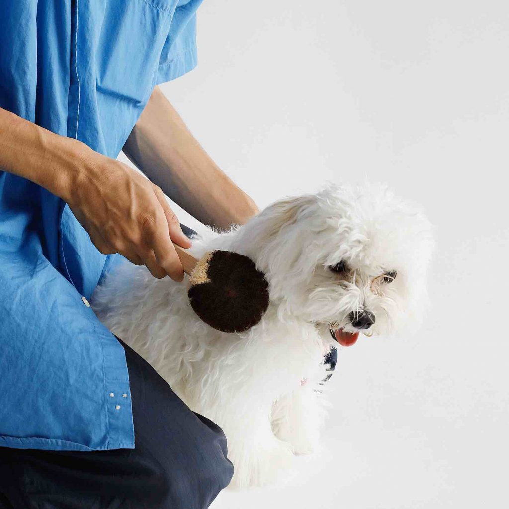 愛犬からブラッシングを求める 職人が作る北山正積商店の一流ブラシでペットもリラックス Evermade エバーメイド モノと暮らしにこだわるウェブマガジン オンラインショップ